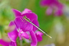 Blaue Federlibelle (Platycnemis pennipes)