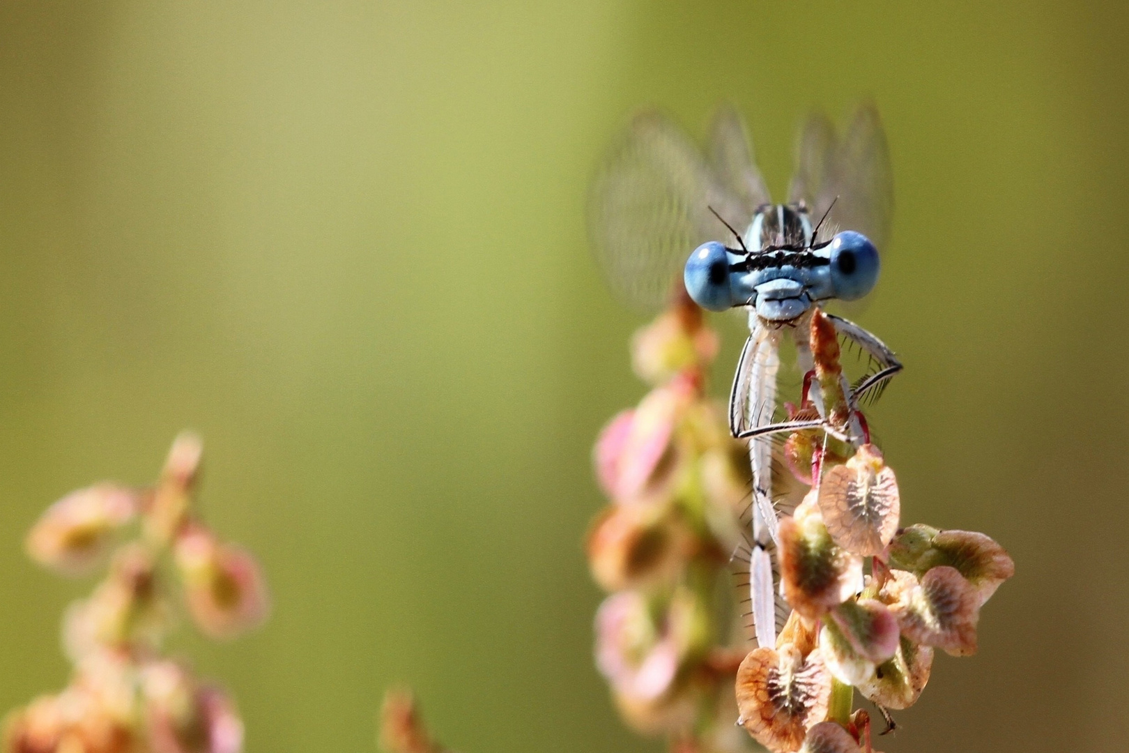 Blaue Federlibelle (Platycnemis pennipes)