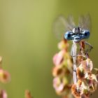 Blaue Federlibelle (Platycnemis pennipes)