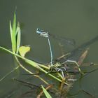 Blaue Federlibelle (Platycnemis pennipes), Eiablage im Tandem