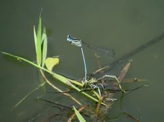 Blaue Federlibelle (Platycnemis pennipes), Eiablage im Tandem