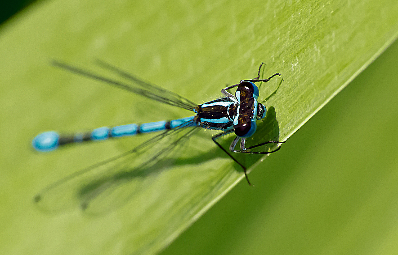 Blaue Federlibelle (Platycnemis pennipes)