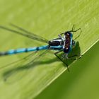 Blaue Federlibelle (Platycnemis pennipes)