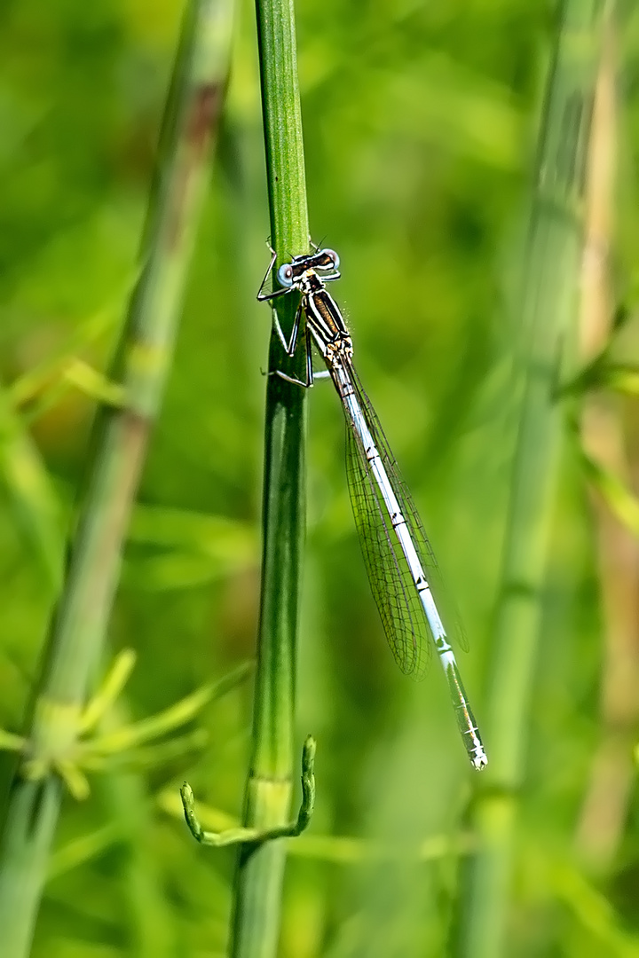 Blaue Federlibelle ( Platycnemis pennipes)