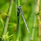 Blaue Federlibelle ( Platycnemis pennipes)