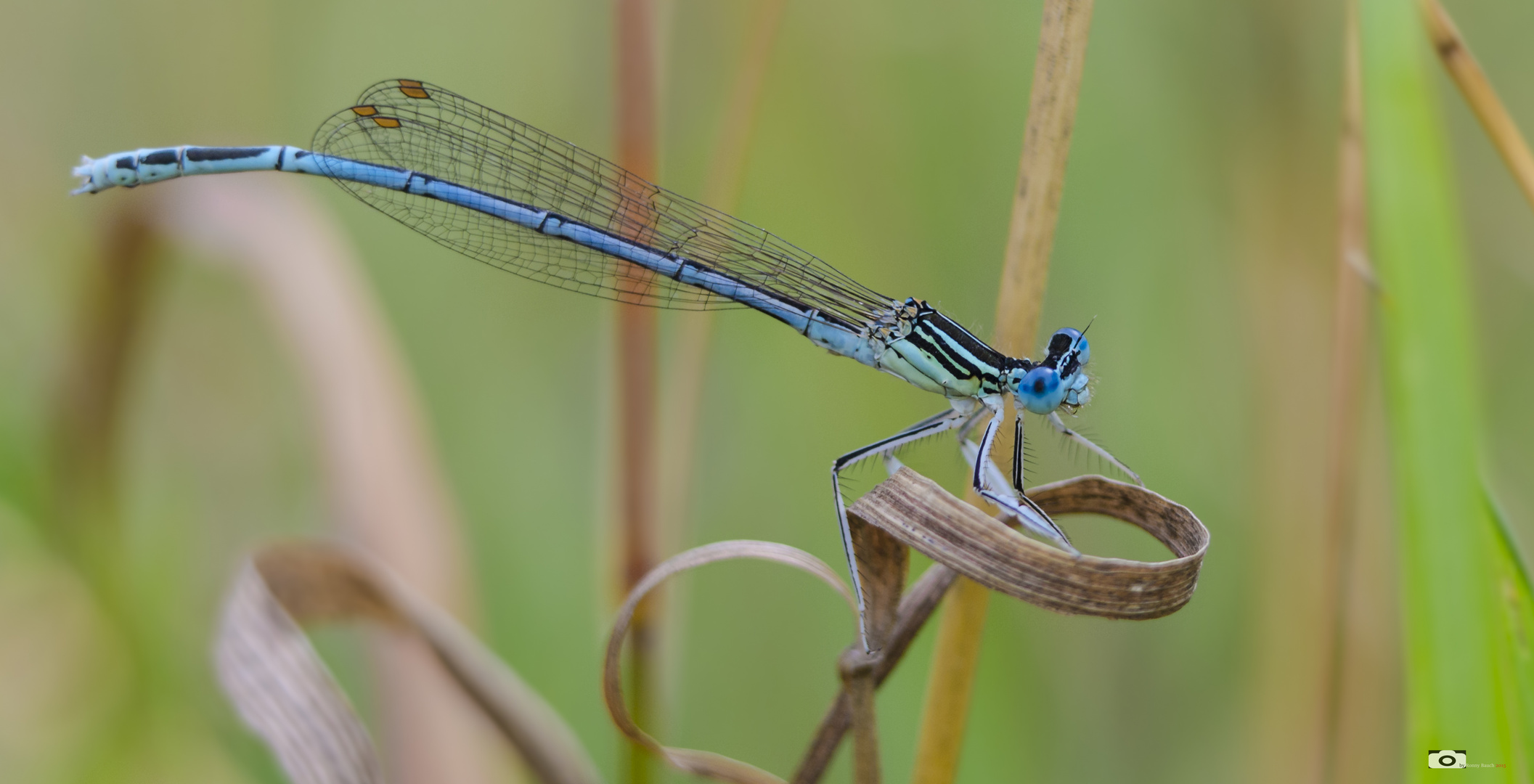 Blaue Federlibelle (Platycnemis pennipes)