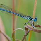 Blaue Federlibelle (Platycnemis pennipes)