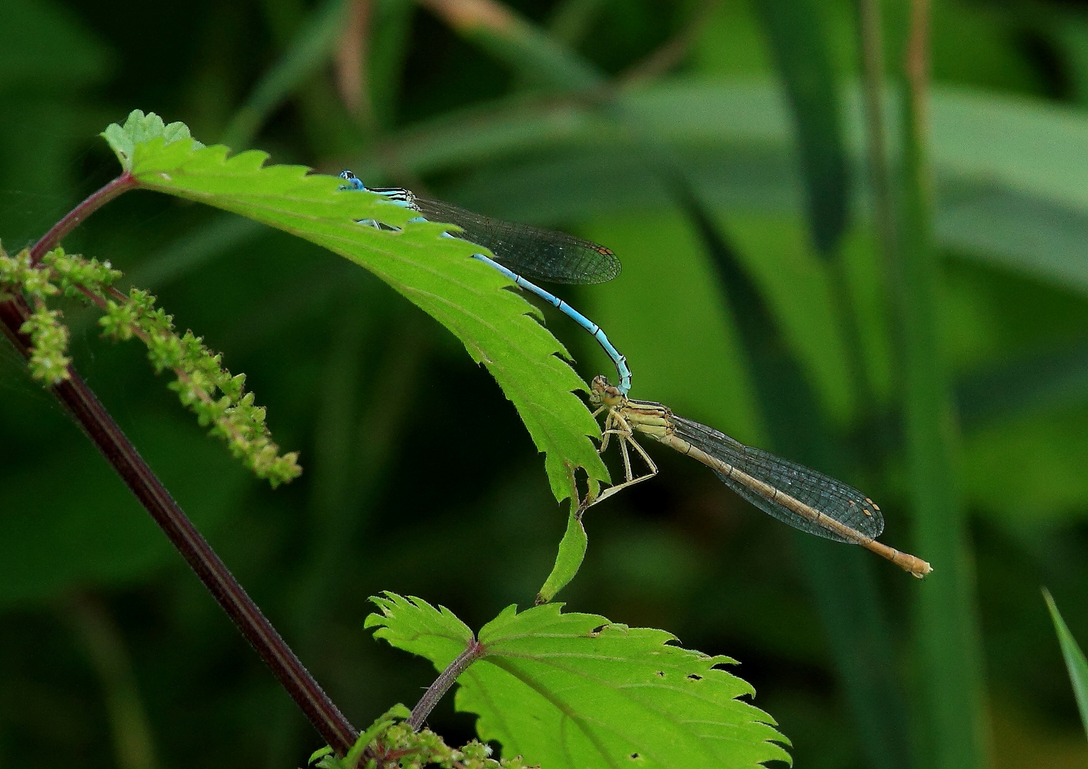 Blaue Federlibelle (Platycnemis pennipes)