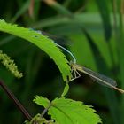 Blaue Federlibelle (Platycnemis pennipes)