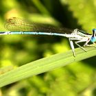 Blaue Federlibelle  (Platycnemis pennipes)