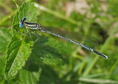 Blaue Federlibelle (Platycnemis pennipes), junges Männchen