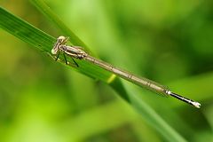 Blaue Federlibelle (Platycnemis pennipes) junges Weibchen