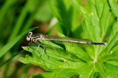 Blaue Federlibelle (Platycnemis pennipes) junges Weibchen