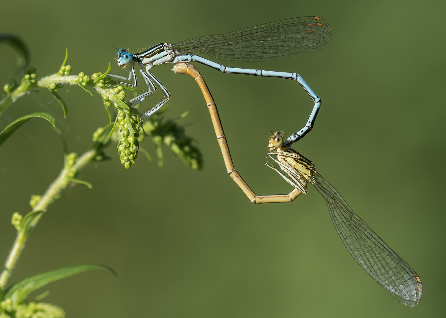 Blaue Federlibelle – Platycnemis pennipes - Kleinlibelle