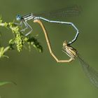 Blaue Federlibelle – Platycnemis pennipes - Kleinlibelle