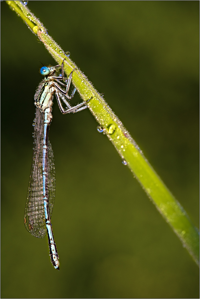 Blaue Federlibelle - Platycnemis pennipes (m)