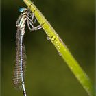 Blaue Federlibelle - Platycnemis pennipes (m)