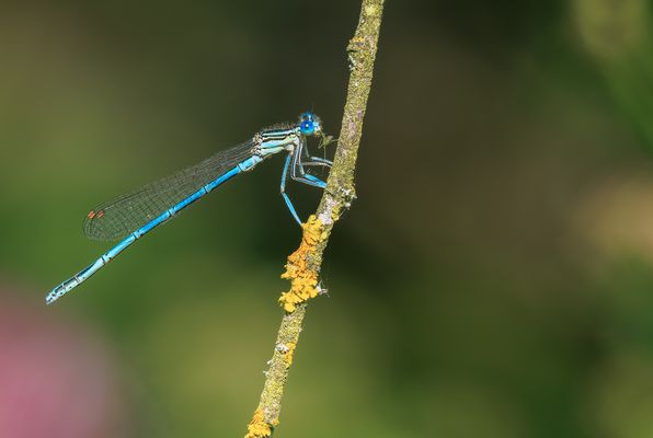 Blaue Federlibelle (Platycnemis pennipes) Männchen