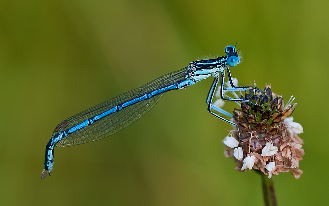 Blaue Federlibelle (Platycnemis pennipes) Männchen