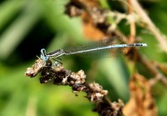 Blaue Federlibelle (Platycnemis pennipes), Männchen