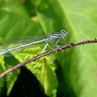 Blaue Federlibelle (Platycnemis pennipes), Männchen