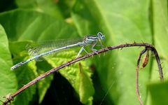 Blaue Federlibelle (Platycnemis pennipes), Männchen