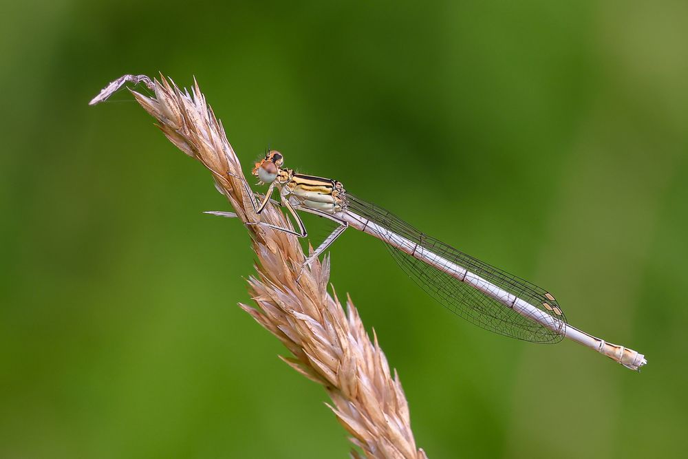 Blaue Federlibelle ( Platycnemis pennipes ),männl.