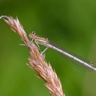 Blaue Federlibelle ( Platycnemis pennipes ),männl.