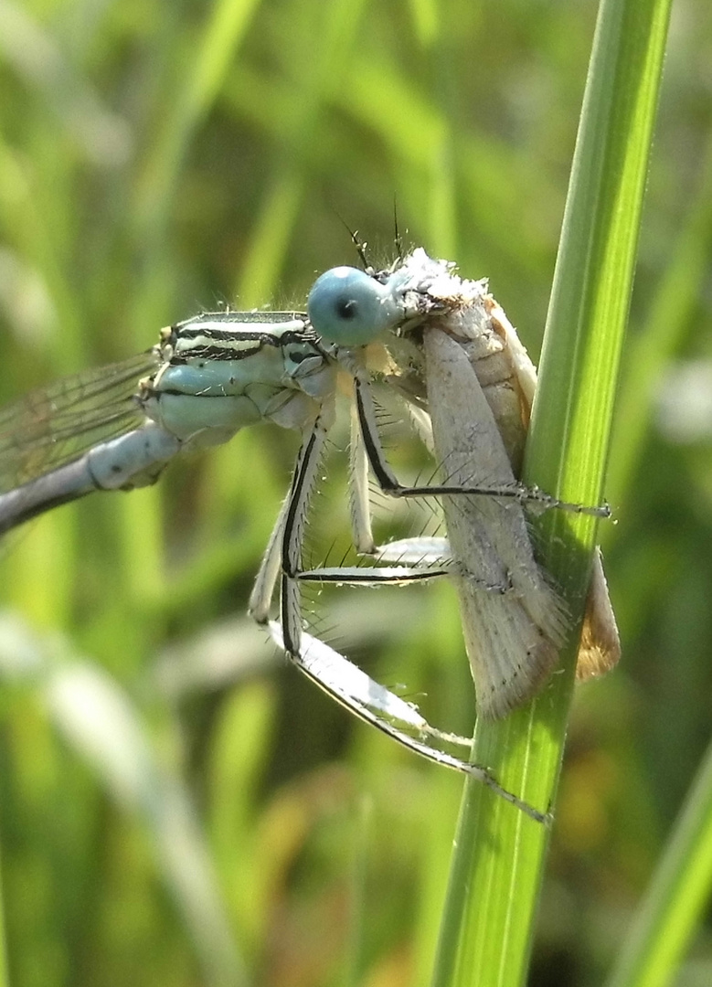 Blaue Federlibelle (Platycnemis pennipes) mit Beute