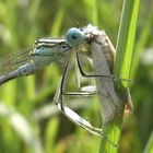 Blaue Federlibelle (Platycnemis pennipes) mit Beute