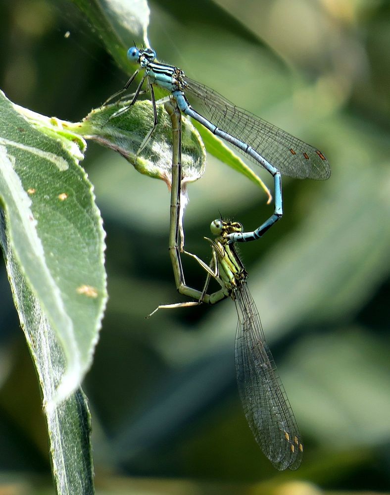 Blaue Federlibelle (Platycnemis pennipes), Paarungsrad (1)