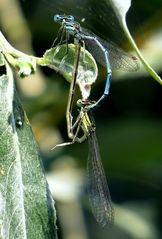 Blaue Federlibelle (Platycnemis pennipes), Paarungsrad