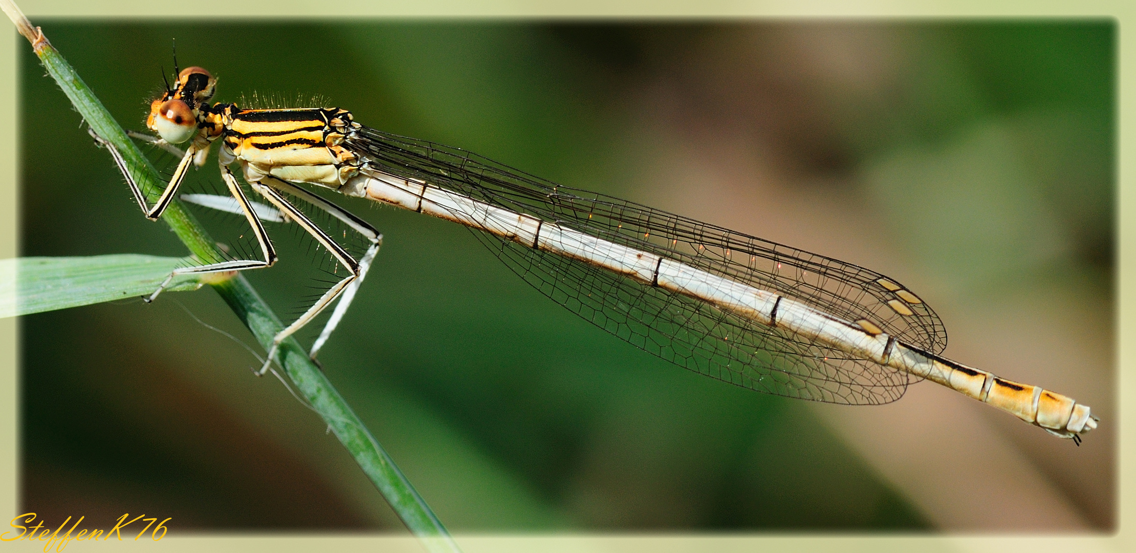 Blaue Federlibelle (Platycnemis pennipes) (w)