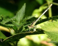 Blaue Federlibelle (Platycnemis pennipes), Weibchen