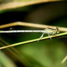 Blaue Federlibelle (Platycnemis pennipes), Weibchen