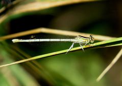 Blaue Federlibelle (Platycnemis pennipes), Weibchen