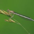 Blaue Federlibelle (Platycnemis pennipes)(W)_