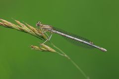 Blaue Federlibelle (Platycnemis pennipes)(W)_