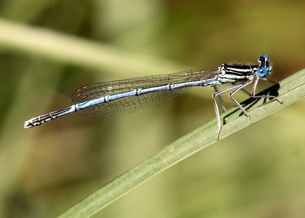 Blaue Federlibelle [uncut]