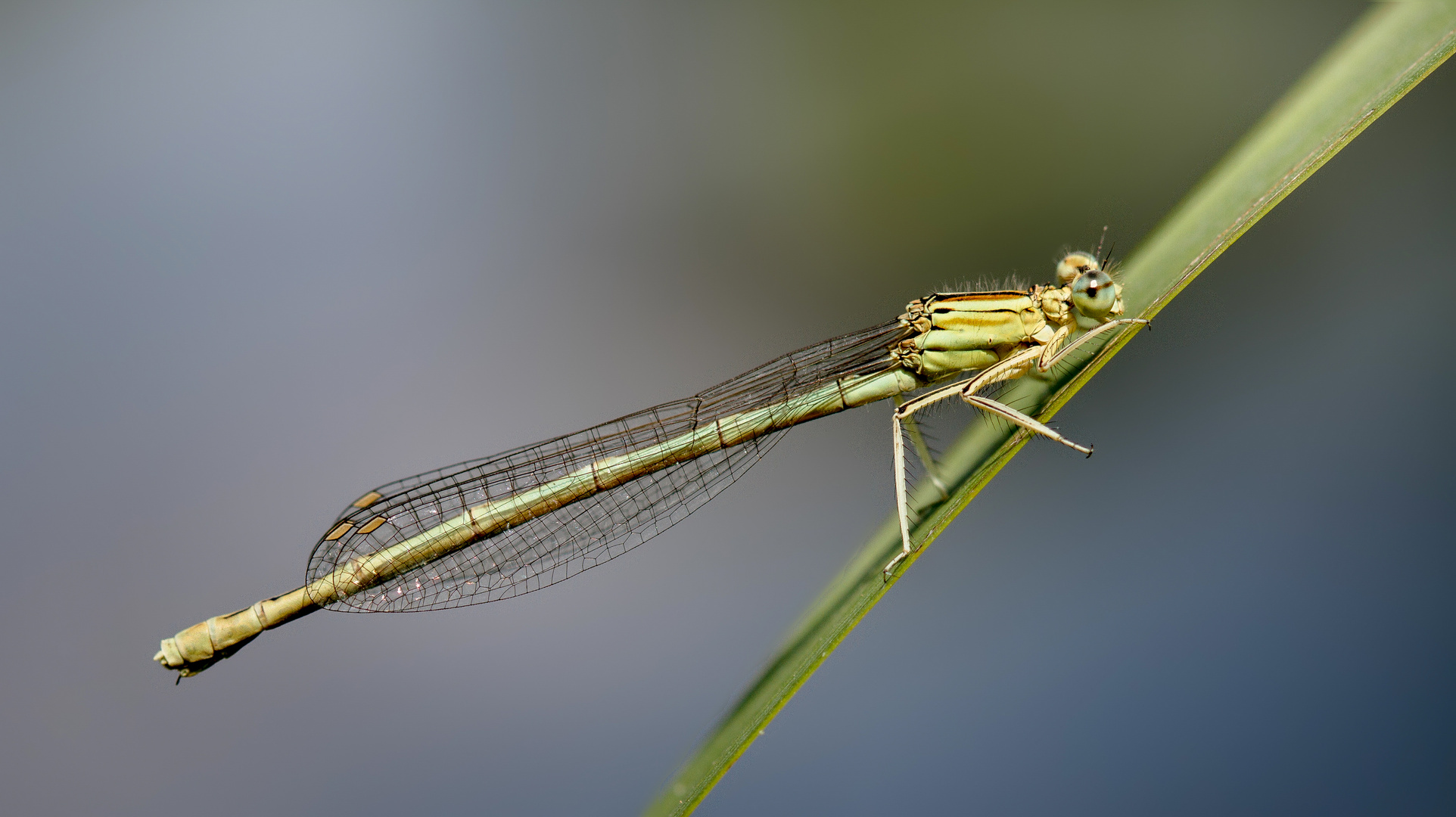 blaue federlibelle w.