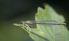 blaue federlibelle w.