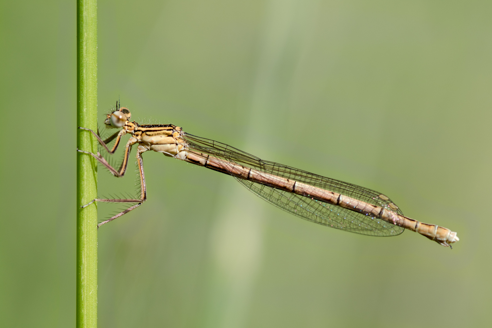 blaue federlibelle w.