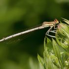 blaue federlibelle w.