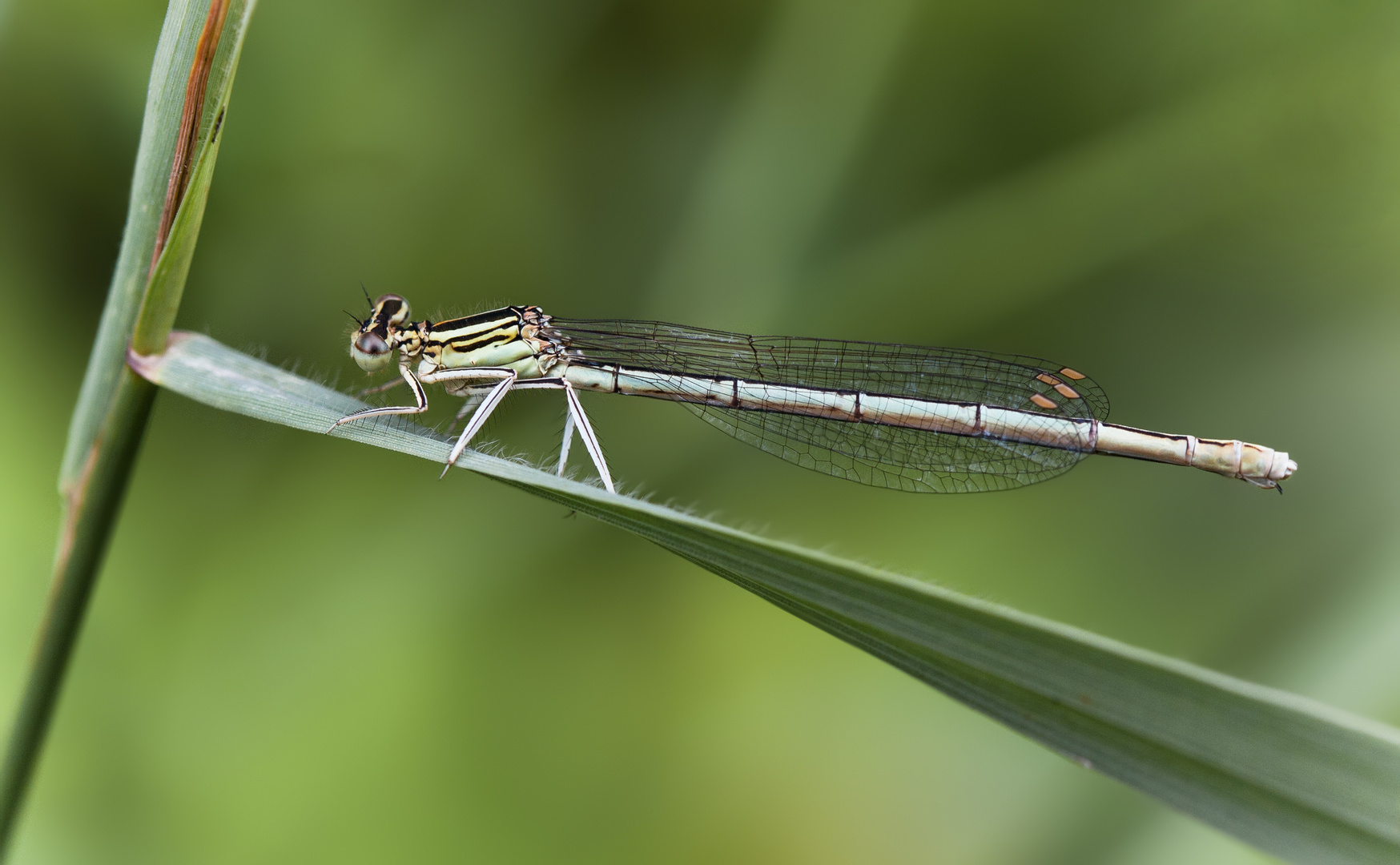 blaue federlibelle w.