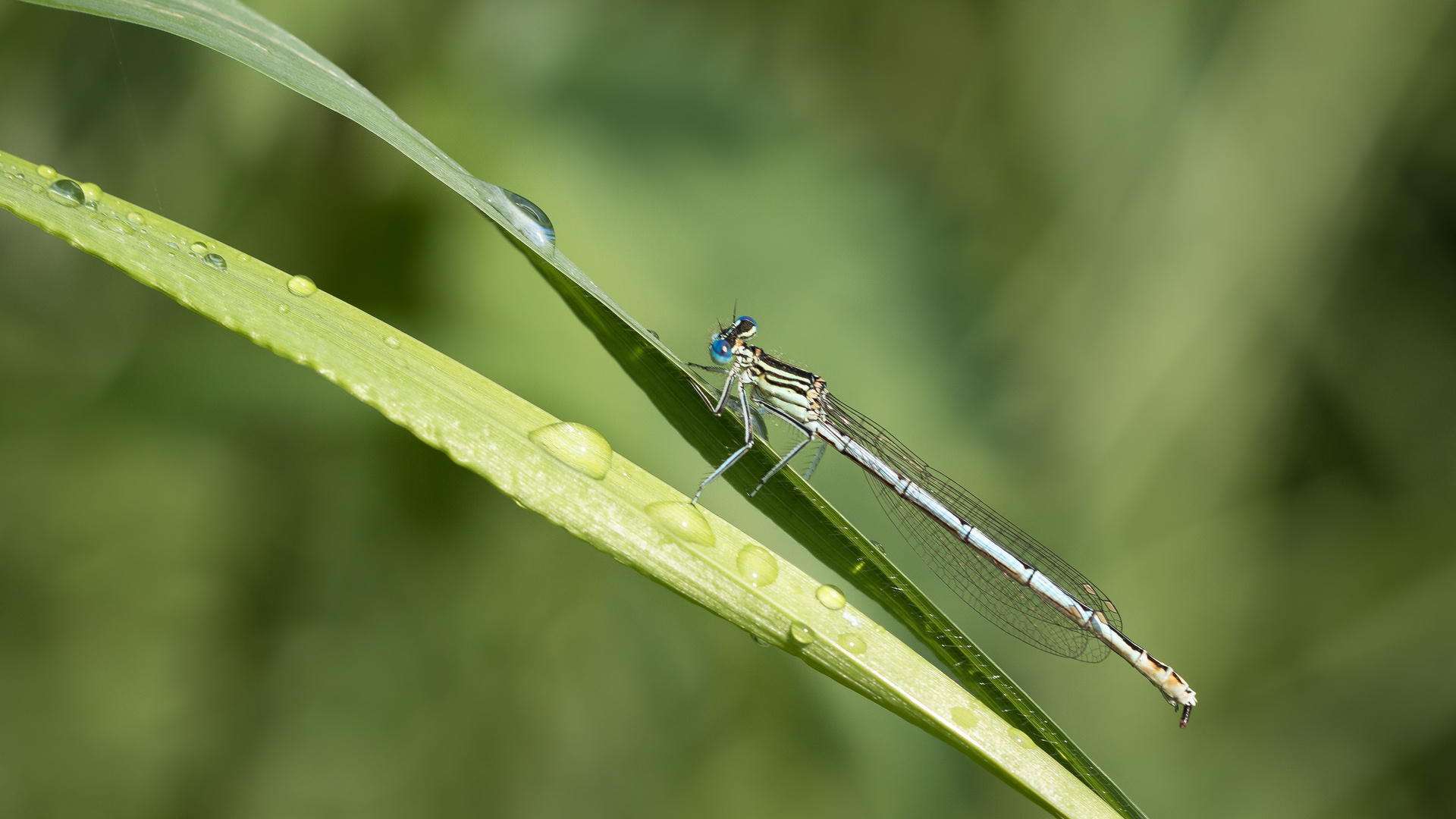 blaue federlibelle w.