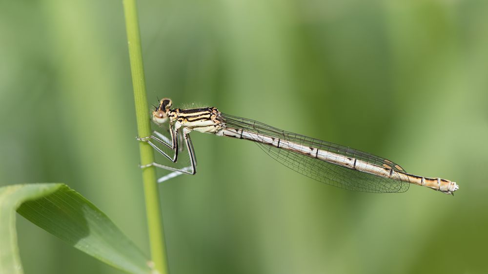 blaue federlibelle w.