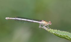 blaue federlibelle w.