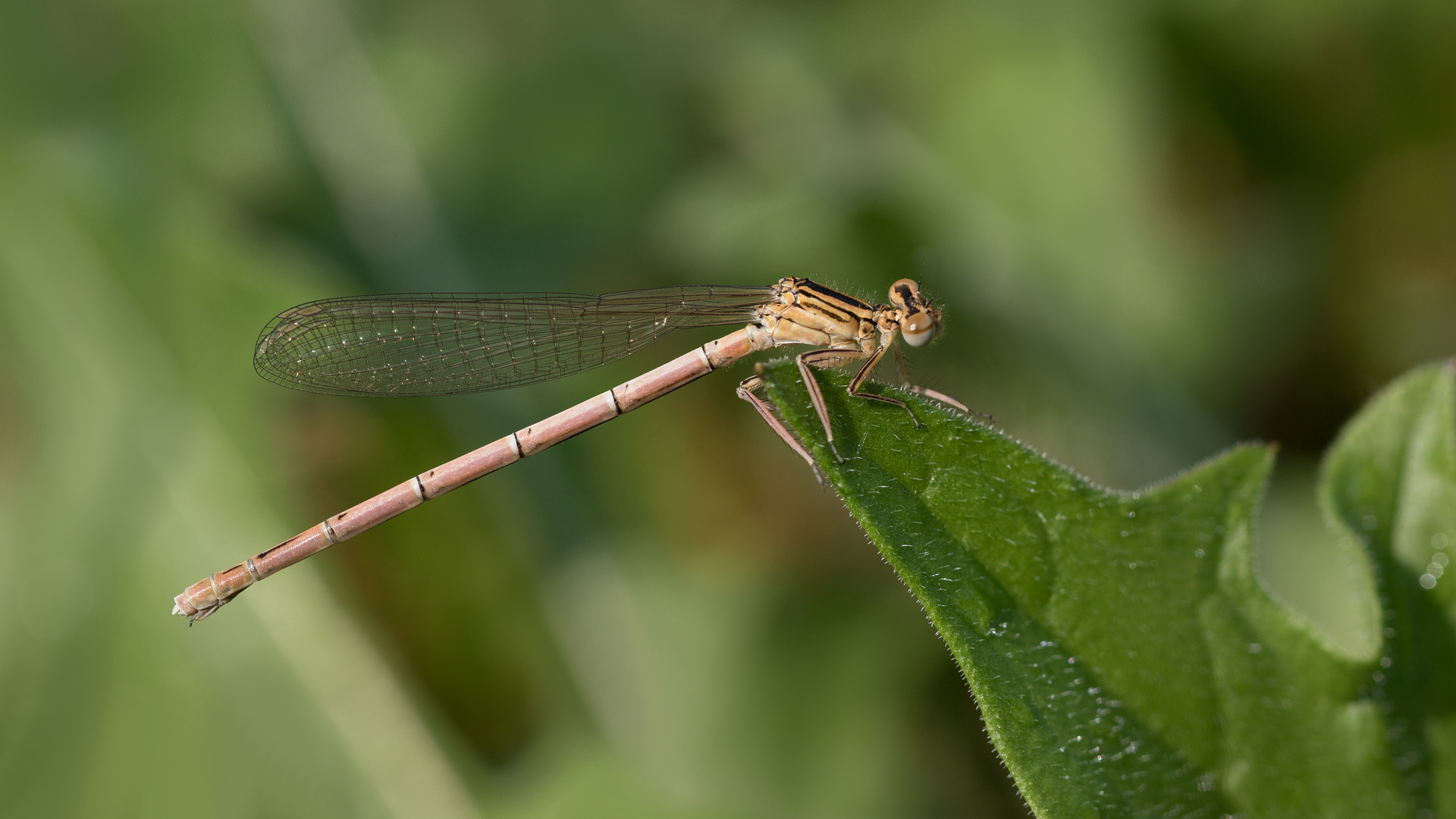 blaue federlibelle w.