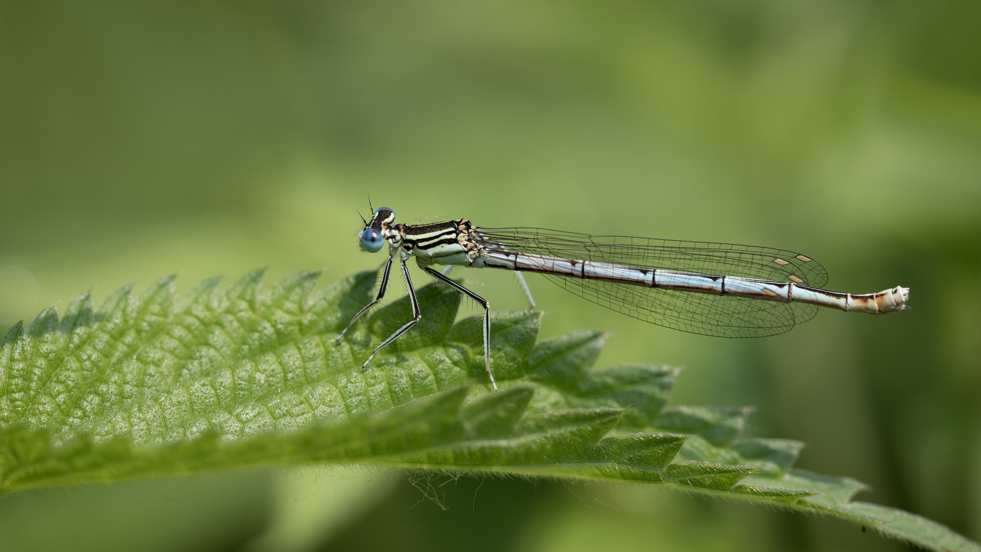 blaue federlibelle w.