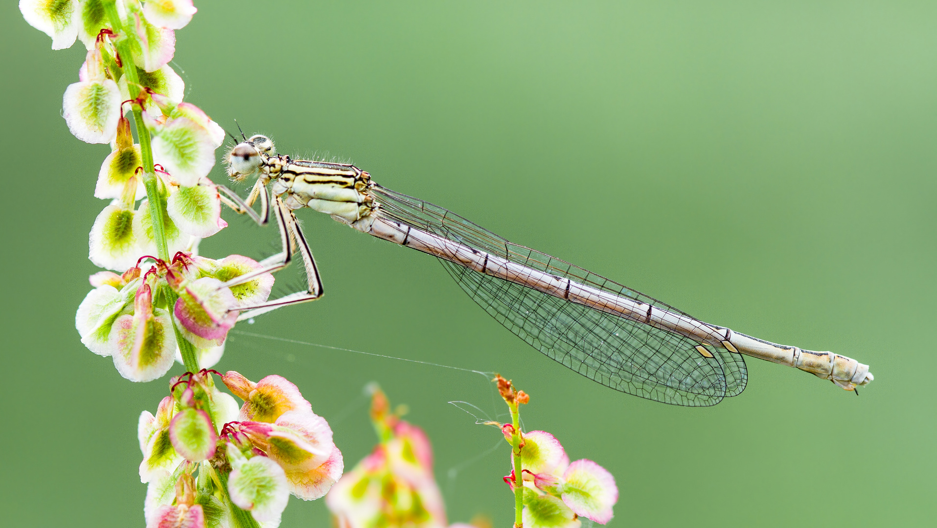 blaue federlibelle w.